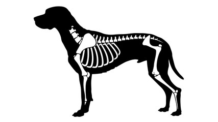 skeleton of dog animal silhouette