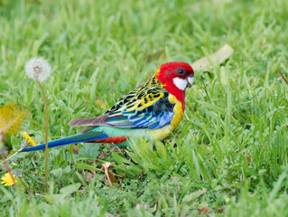 Eastern Rosella (Platycercus eximius) foraging on green grass 
