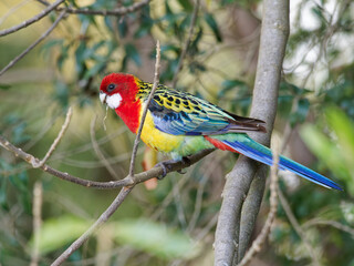 Eastern Rosella (Platycercus eximius) perched in a tree with bokeh background 