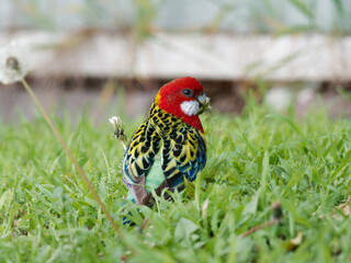 Eastern Rosella (Platycercus eximius) on the ground eating grass stalks 