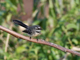 Grey Fantail (Rhipidura albiscapa) perched on a branch with bokeh background.