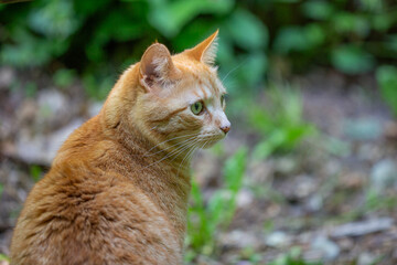 Un chat se promène en foret