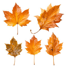 set of autumn leaves isolated on transparent png