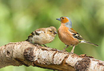 Chaffinch, Scientific name: Fringilla coelebs, adult male Chaffinch with scaly leg mites, perched on a branch and feeding his young chick in Springtime.  Horizontal.  Copy space