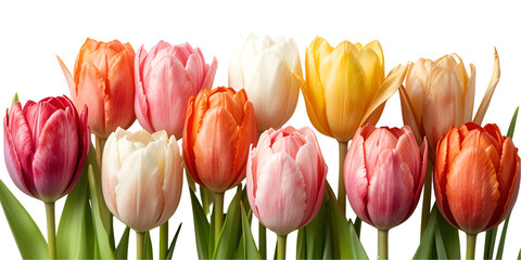 Fototapeta premium set of different colored tulips isolated on transparent png