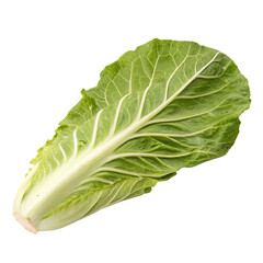 A whole single cabbage leaf isolated on a transparent background