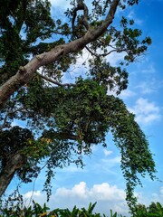 tree in the sky