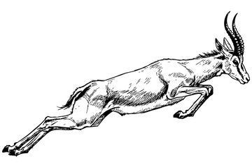 Detailed black and white vector illustration of a standing gazelle with curved horns and slender legs, showcasing elegant anatomy and fur markings—ideal for wildlife, safari, or nature-themed designs. © Blackthief