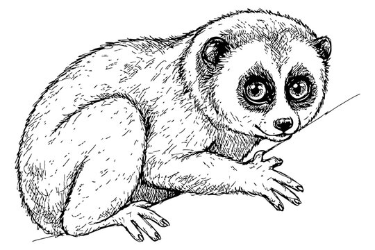 vector illustration of a slow loris with large round eyes, detailed fur texture, and curved posture, perfect for educational wildlife materials, conservation themes, or exotic animal designs.