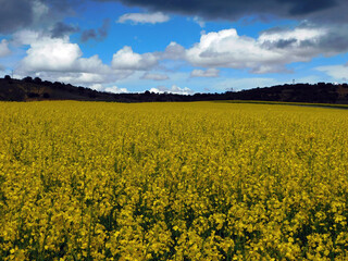 Fototapeta premium yellow rapeseed flower fields in rural landscapes