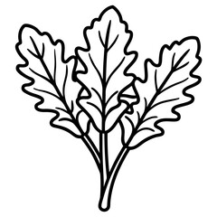 Arugula icon art vector