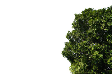 Green leaves big tree die cut white background for illustration