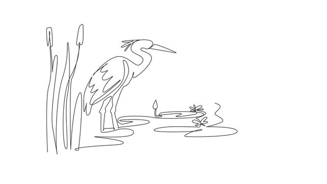 Animated self drawing of single one line drawing stork standing on the lake. Wild grass growing around it. Beautiful twilight atmosphere. Habitat. World Wetlands Day. Full length single line animation