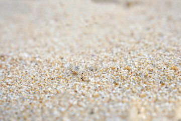 texture of sand crab in ways.