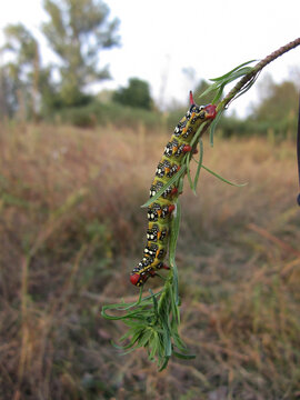 Macro di bruco farfalla appeso a ramo di filo di erba verde, insetto farfalla 