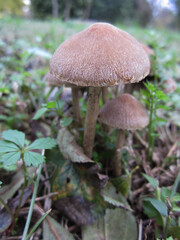 Macro dettaglio di fungo marrone con cappello peloso immerso su prato verde autunnale