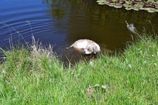 Ein Lagotto Romagnolo Hund hat Spa&szlig; im Wasser 