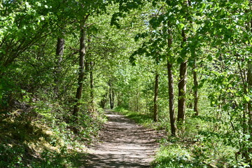 Ein schöner Wald bei Tüchersfeld in der fränkischen Schweiz 