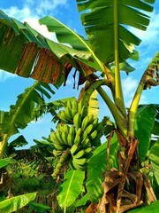 banana tree bearing fruit