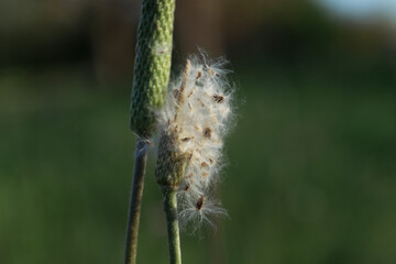 Anemone plant in macro closeup with seeds showing wildflower against blurred background of nature.