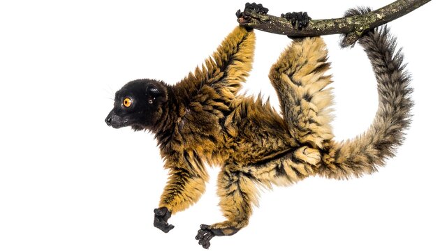 Brown Lemur Hanging from Branch on White Background