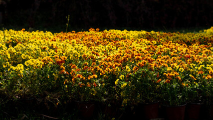 A cluster of beautiful yellow flowers.