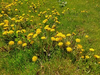 yellow dandelions in the grass