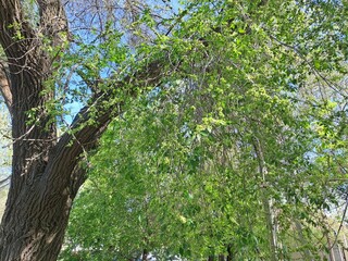 spring in the woods