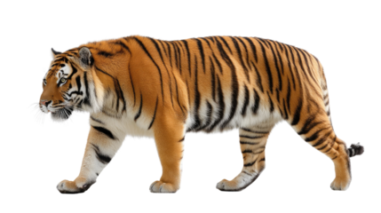 Regal Tiger in a Stroll: A majestic tiger, with its striking orange and black striped coat, moves gracefully with a sense of purpose. It encapsulates the raw beauty and power of nature.