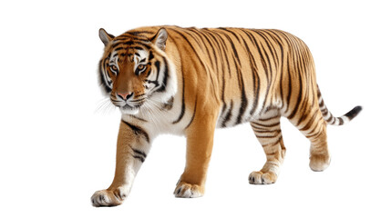 Naklejka premium Magnificent Tiger on the Prowl: A majestic tiger strides confidently, showcasing its striking striped pattern and powerful physique.