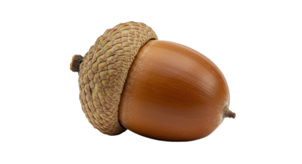 Isolated Close-Up of a Single Brown Acorn on White