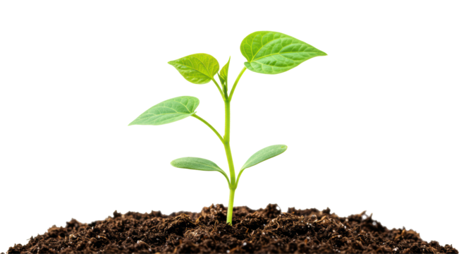 Isolated Young Sprout Growing from Soil