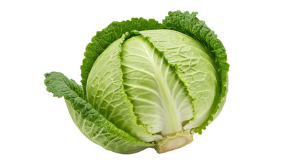 Isolated Fresh Green Cabbage Head