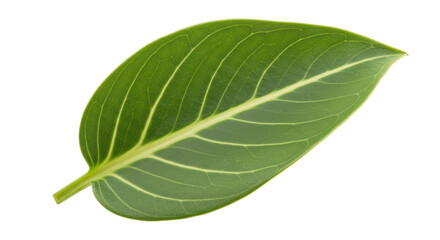 Isolated Green Leaf Veined Surface Detailed