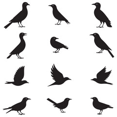 Dynamic Bird Vector Set with Flying, Perching, and Standing Poses in Bold Styles A stunning collection of birds in energetic poses, ideal for creating impactful wildlife and nature designs .Thank You.