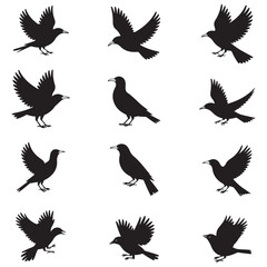 Obraz premium Dynamic Bird Vector Set with Flying, Perching, and Standing Poses in Bold Styles A stunning collection of birds in energetic poses, ideal for creating impactful wildlife and nature designs .Thank You.