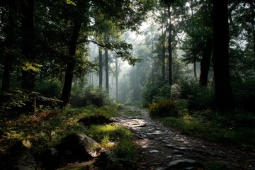 Obraz premium Sunlight Streams Through Woodland Trees Illuminating Cobblestone Path in Summer Morning Mist; Forest Trail Leads Into Distance