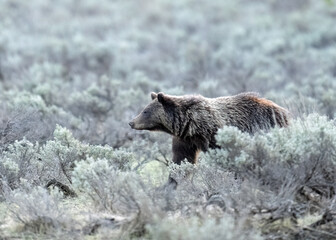 The grizzly bear (Ursus arctos horribilis) is the North American brown bear or simply grizzly.  Photo taken in Grand Teton National Park, Wyoming, North America 