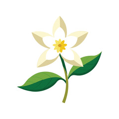 Jasmine flower vector illustration. Floral design, nature, botanical, fragrant, petals, organic, flower bloom

