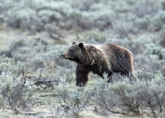 Grizzly Bear (Ursus arctos horribilis), sub-adult, Grand Teton National Park
