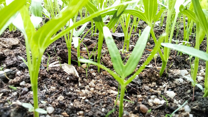 Healthy Water Spinach Seedlings in Rich Soil