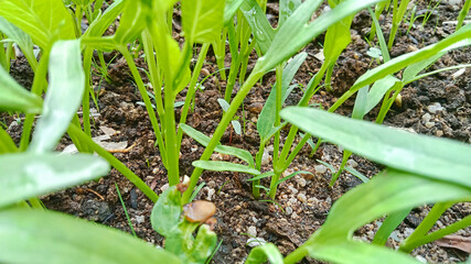 Rows of Water Spinach in Garden Plot