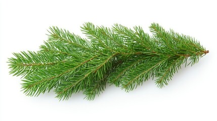 Obraz premium Evergreen Branch on White Background