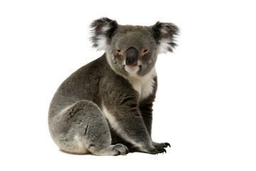 Obraz premium Australian koala bear side view isolated on white background PNG