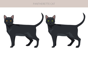 Pantherette Cat clipart. All coat colors set.  All cat breeds characteristics infographic. Vector illustration