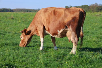 A red cow with white markings grazes in a lush green meadow under a clear blue sky. A peaceful rural landscape with a dairy animal in free range.