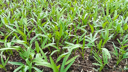 Vibrant Water Spinach Field in Full Growth