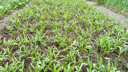 Young Water Spinach Growing in Fertile Soil