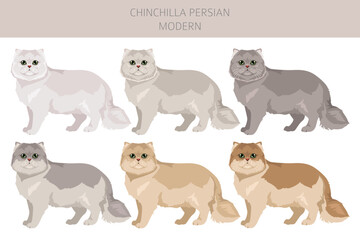 Chinchilla Persian Cat longhaired clipart. Modern type persian cat. All coat colors set.  All cat breeds characteristics infographic. Vector illustration