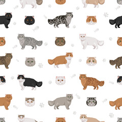 Fototapeta premium Persian Cat longhaired clipart. Extreme type persian cat. All coat colors set. All cat breeds characteristics infographic. Vector illustration